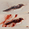 Skin Wound 6